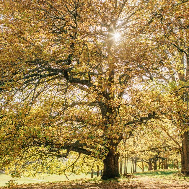 Gisborne Real Estate Agents & Property Managers Woodards