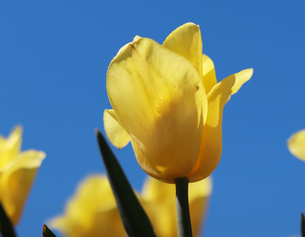 Spring Blooms  The Most Beautiful Local Parks and Gardens to Visit This Season