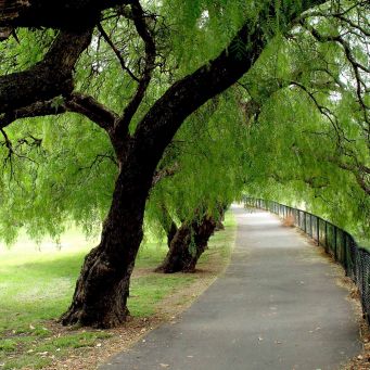 St Kilda East Alma Park 4