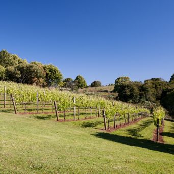 red hill 1